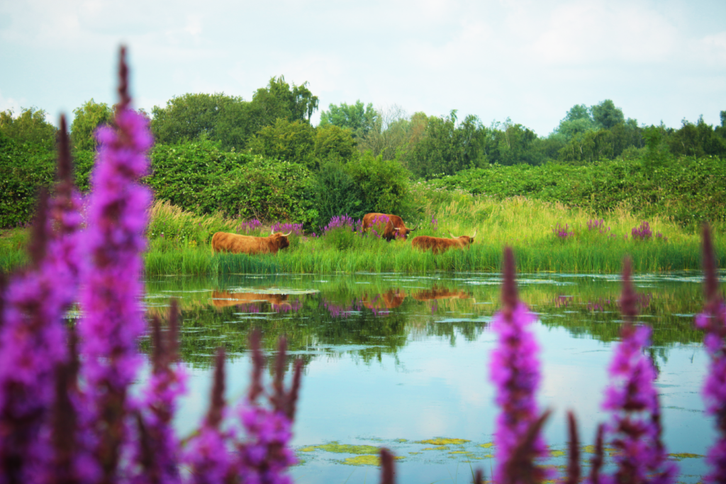 Omgeving Natuur Hotel Studio SIS